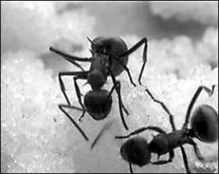 polyrhachis blacks ants