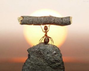 ant lifting