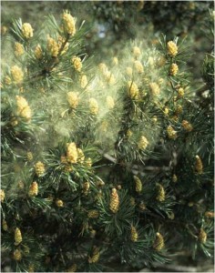 pine pollen shedding